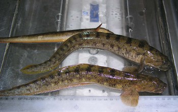 Common eelpout next to a ruler